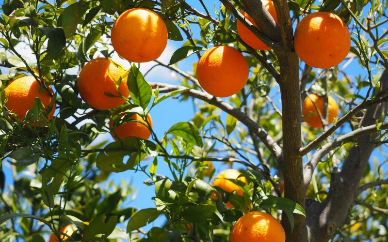 2. Апельсин Citrus sinensis