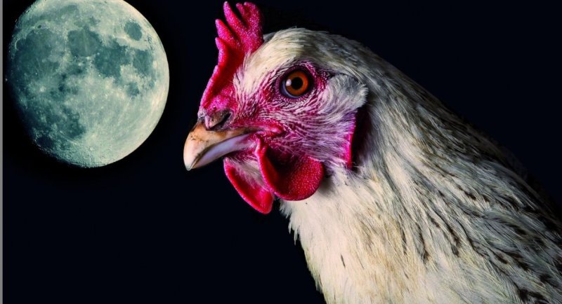 Ночная курица