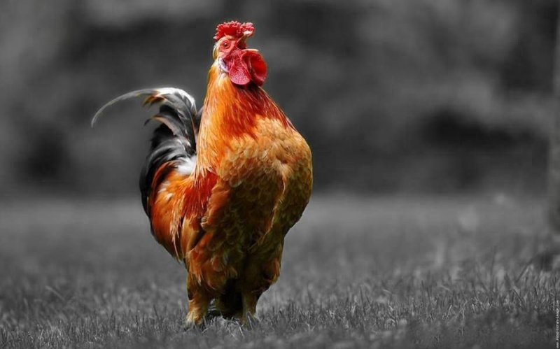 Петух кричит