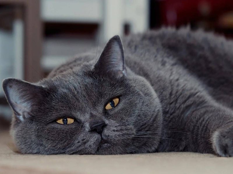 Британская короткошёрстная British Shorthair