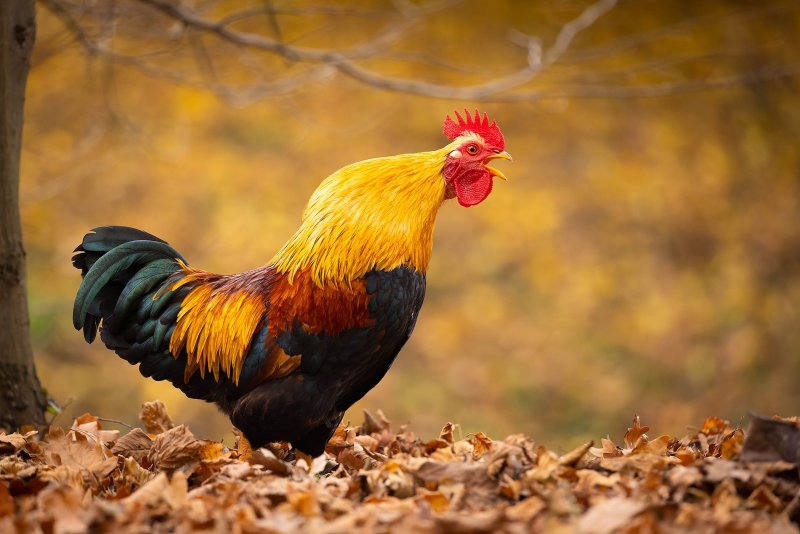 Петух (птица)