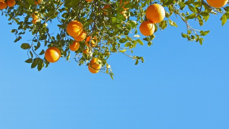 Апельсиновое дерево