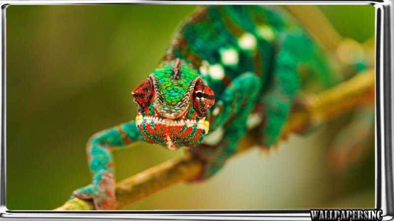 Хамелеон фото