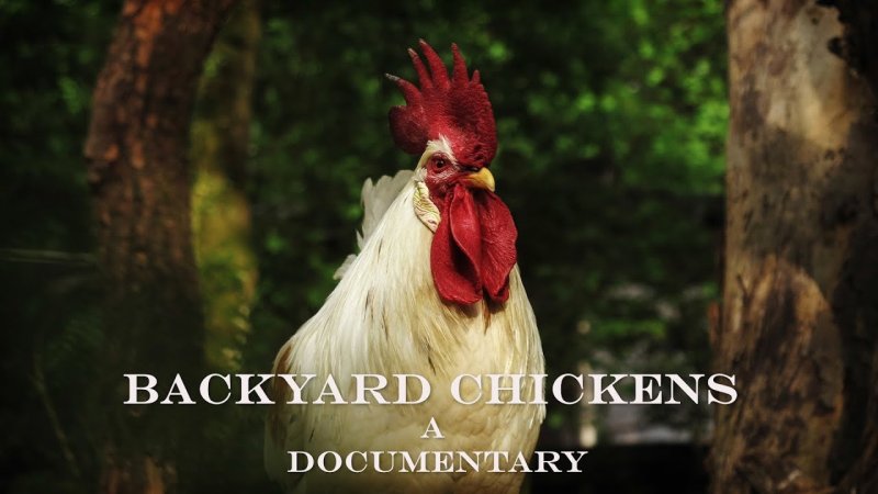 Белый петух