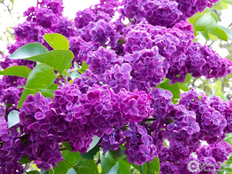 Сирень Шарль Жоли