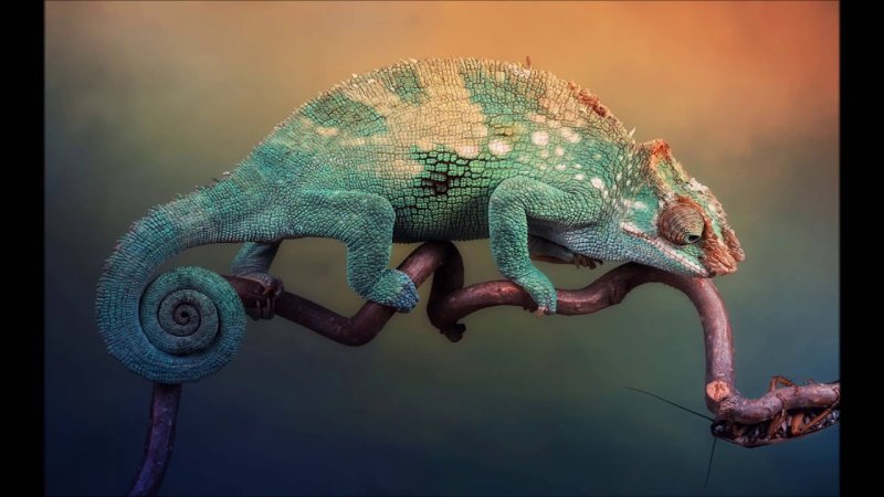 Пантерный хамелеон