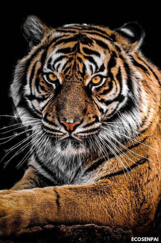 Красивый тигр