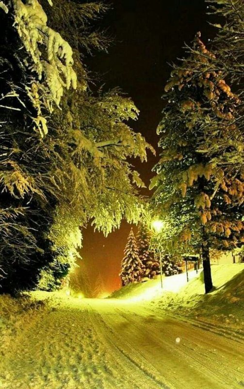 В новогоднем лесу