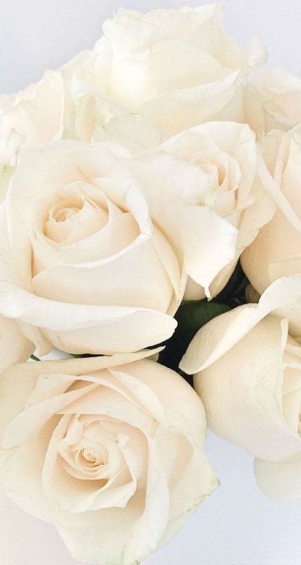 Красивые белые цветы