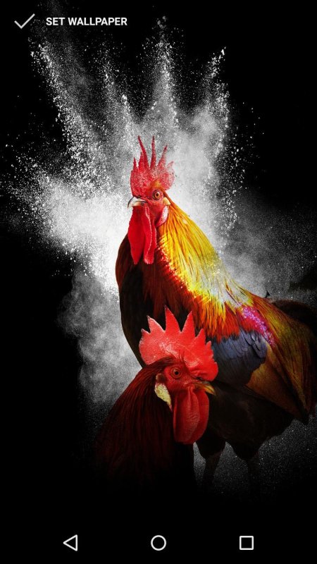 Петух кричащий