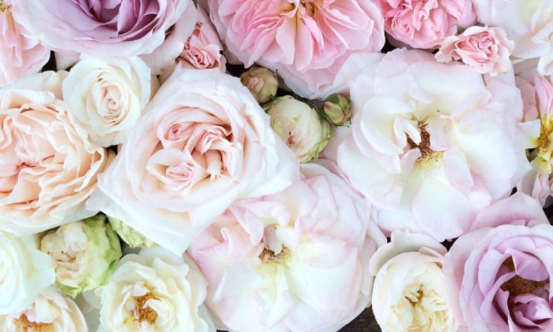 Пионовидная роза Пинк Охара