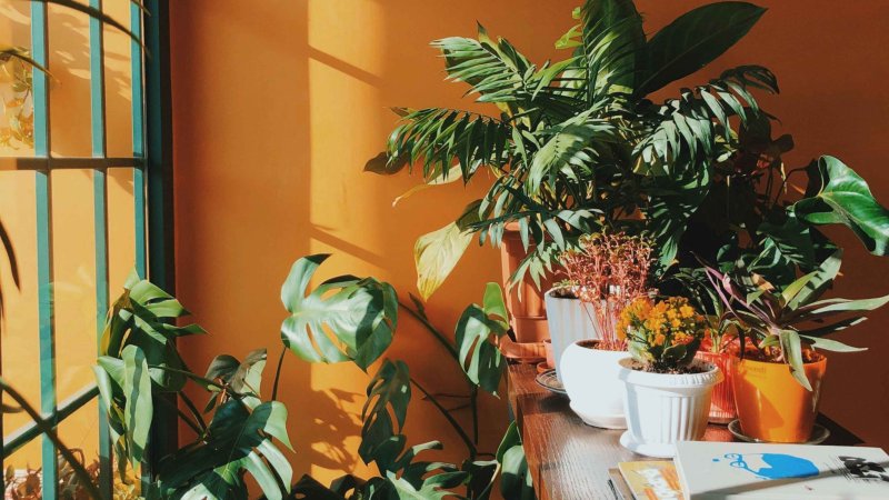 Цветы в горшках в комнате