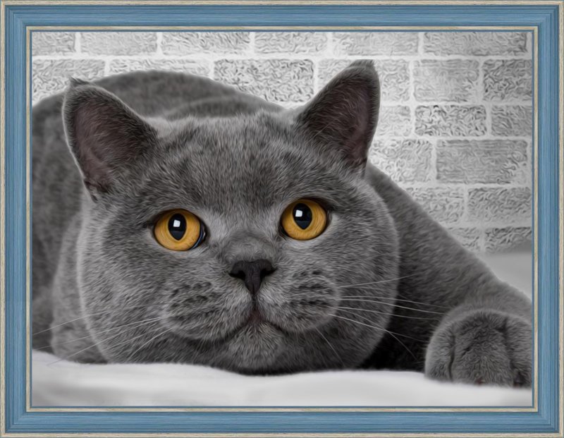 Коты породы британец