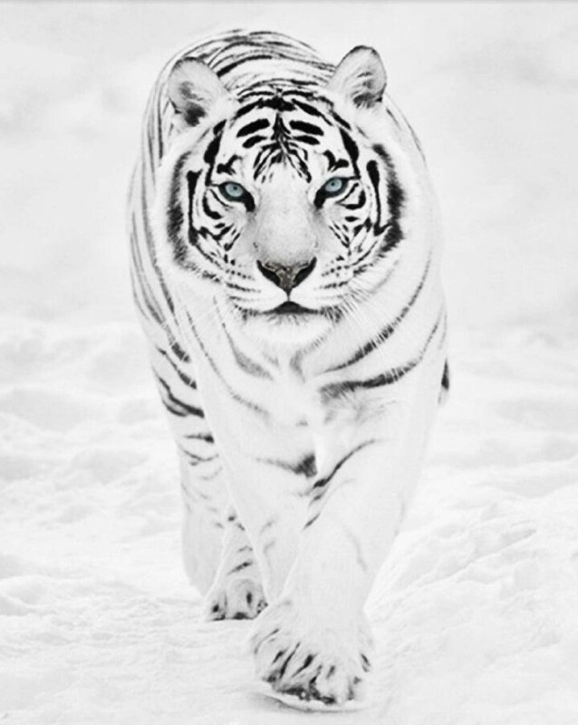 Амурский тигр белый Уссурийский