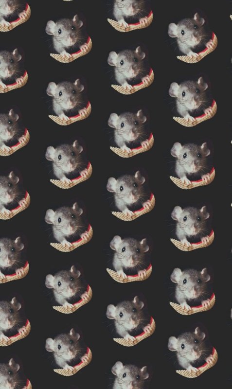 Обои на телефон с крысками