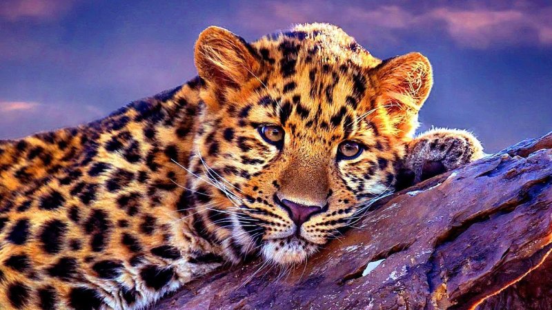 Красивый леопард