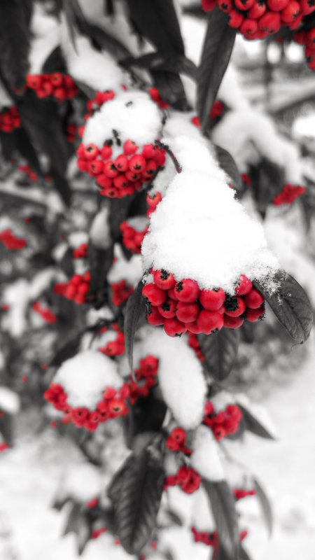 Зимние красные ягоды
