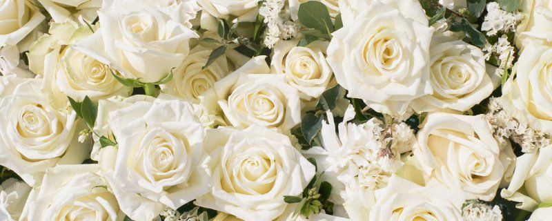 Красивые розы на белом фоне