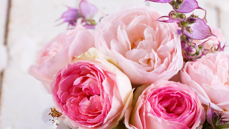 Пионовидная роза