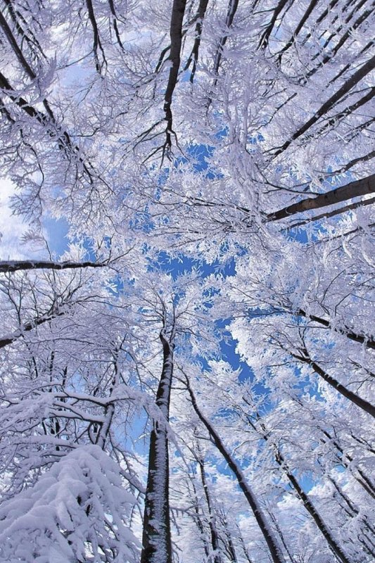 Зимний пейзаж вертикальный