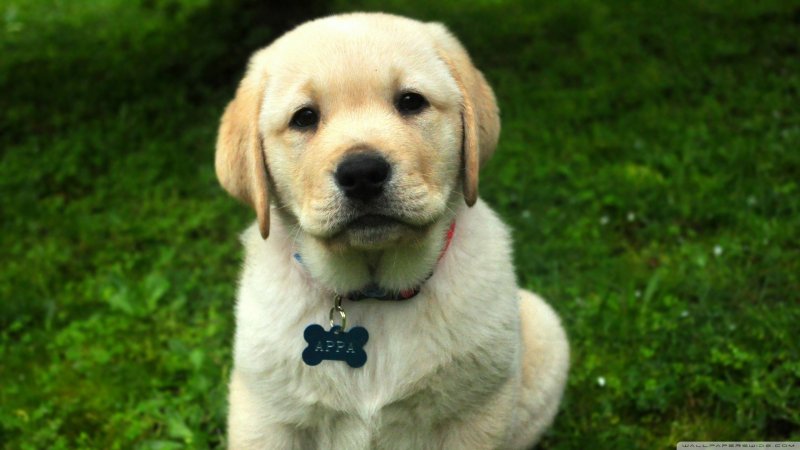 Лабрадор ретривер золотой гладкошерстный