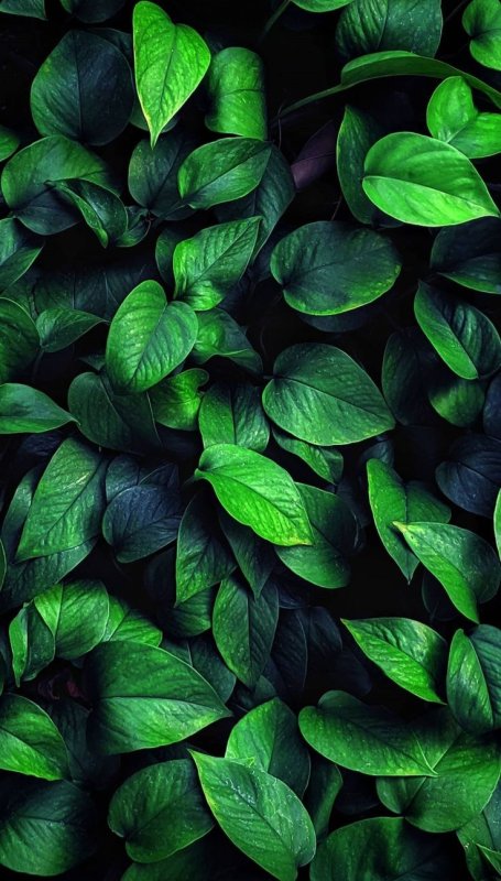 Изумрудная зелень