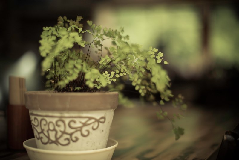 Растения Эстетика