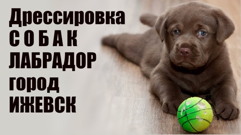 Шоколадный лабрадор