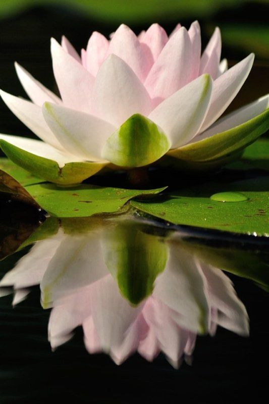 Кувшинка белая