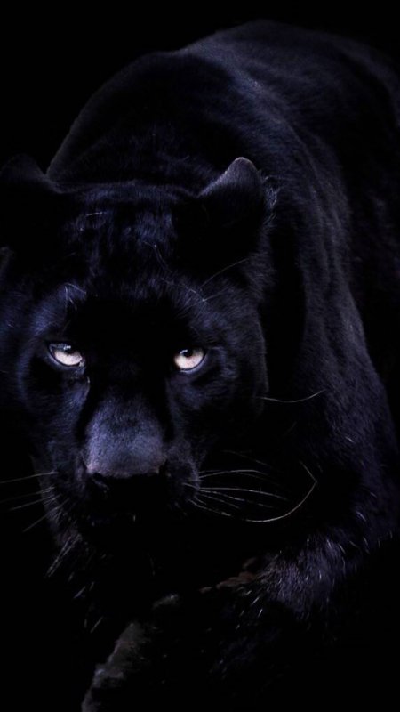 Черные вертикальные обои