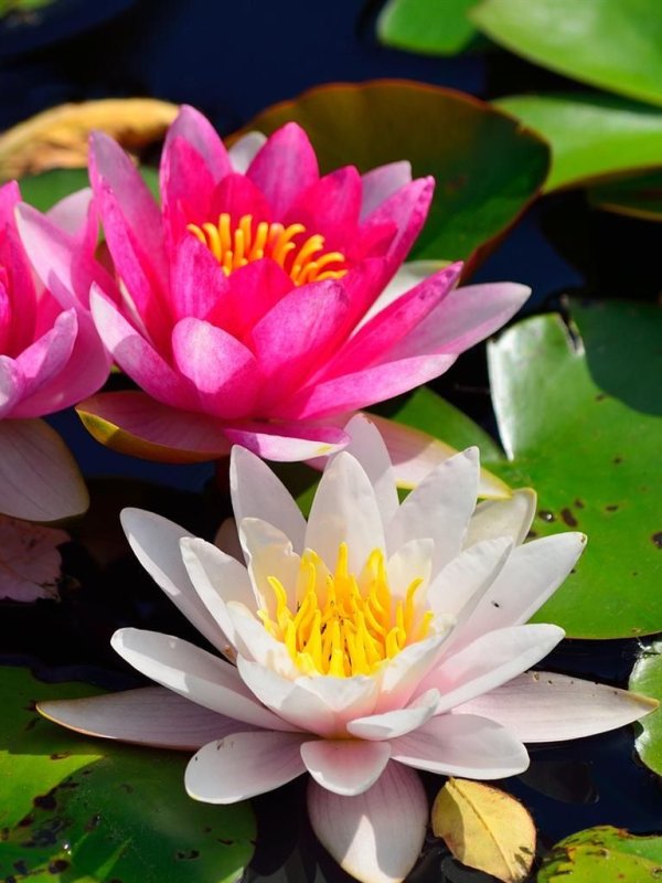 Водяная Лилия/Nymphaea