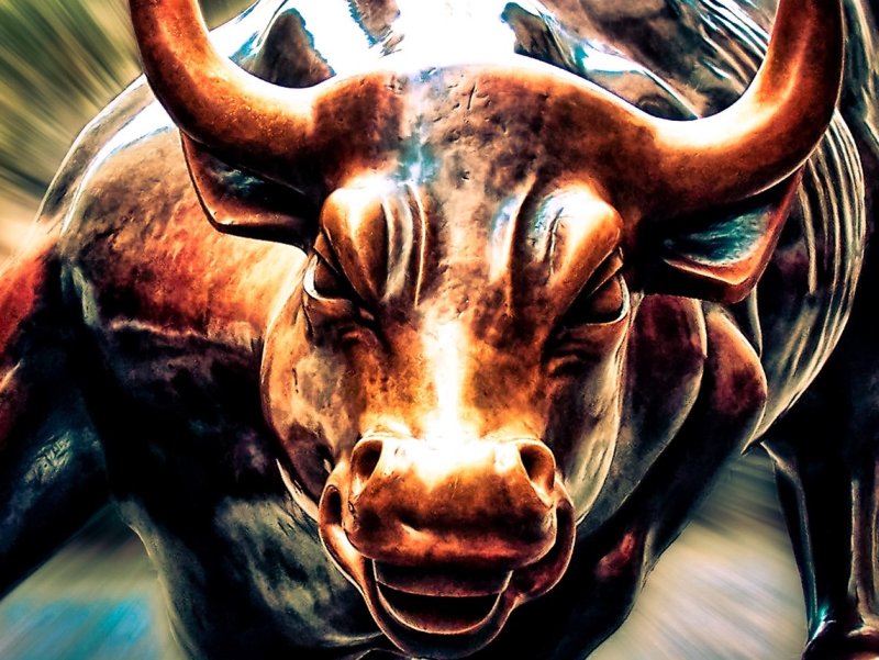 Красивый бык