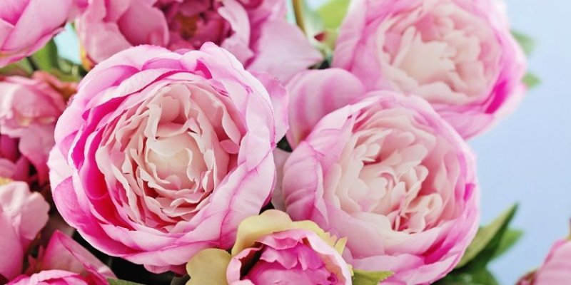 Пионовидные розы одноголовые