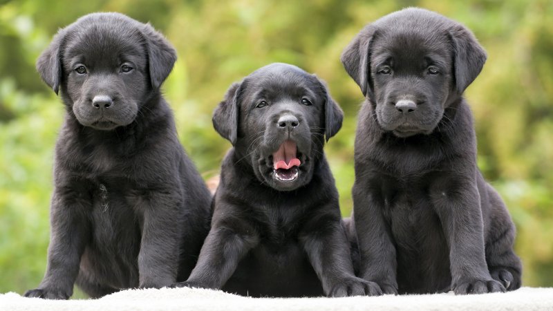 Ретривер и лабрадор ретривер