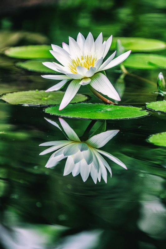 Кувшинка белая