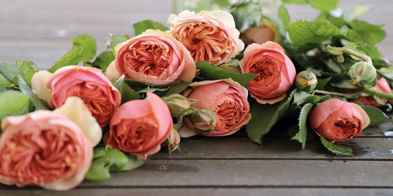 Пионовидная роза