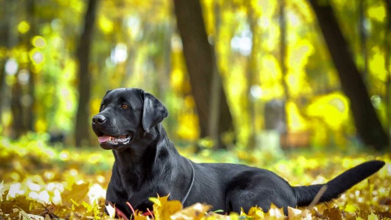 Лабрадор гладкошерстный