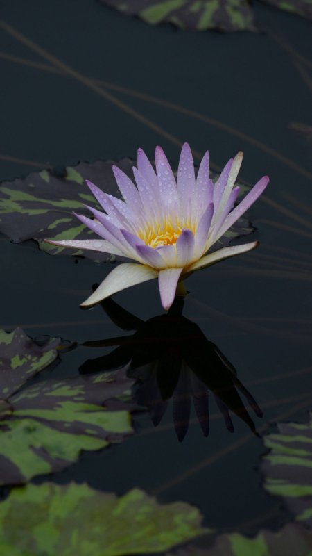 Нимфея Озерная