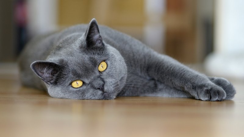 Британская кошка короткошерстная серая