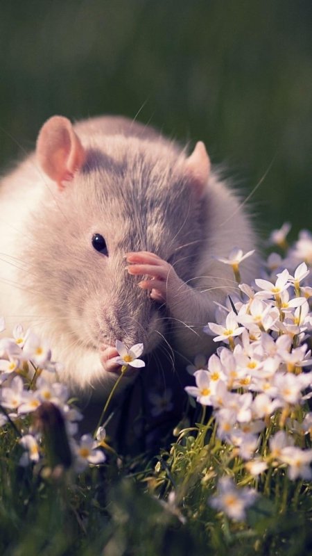 Красивые крысы