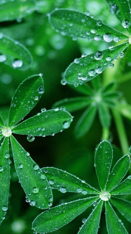 Красивый зеленый