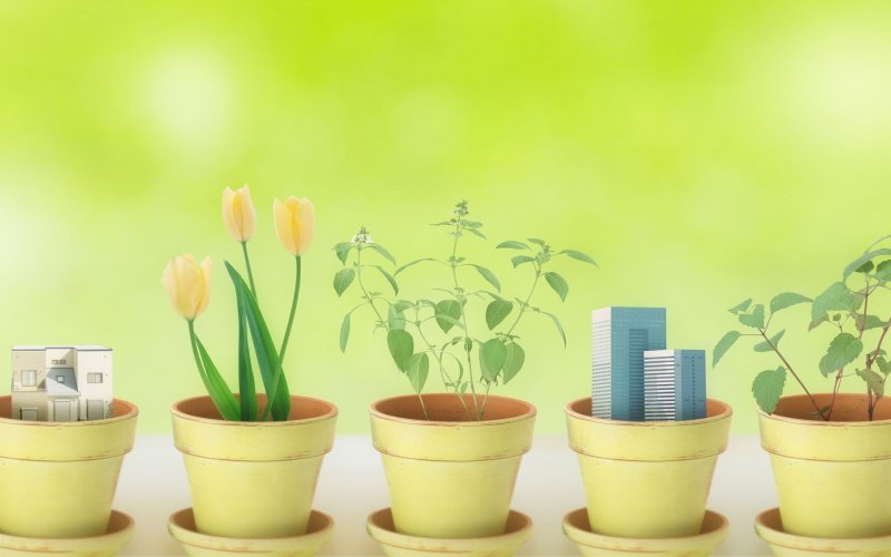 Красивые цветы в горшках