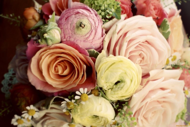 Ранункулюс пионовидный Лютик