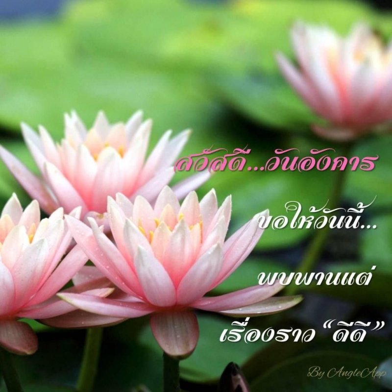 Лотос кувшинка