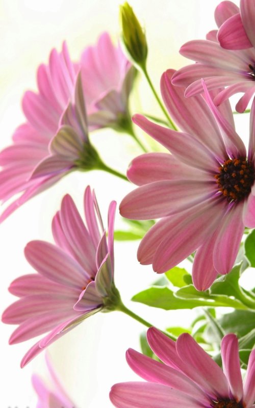 Цветы вертикальные высокого качества