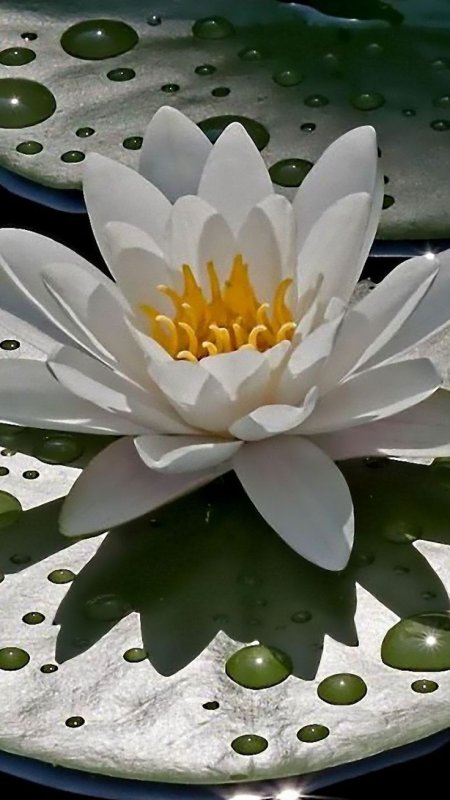 Лотос кувшинка водяная Лилия