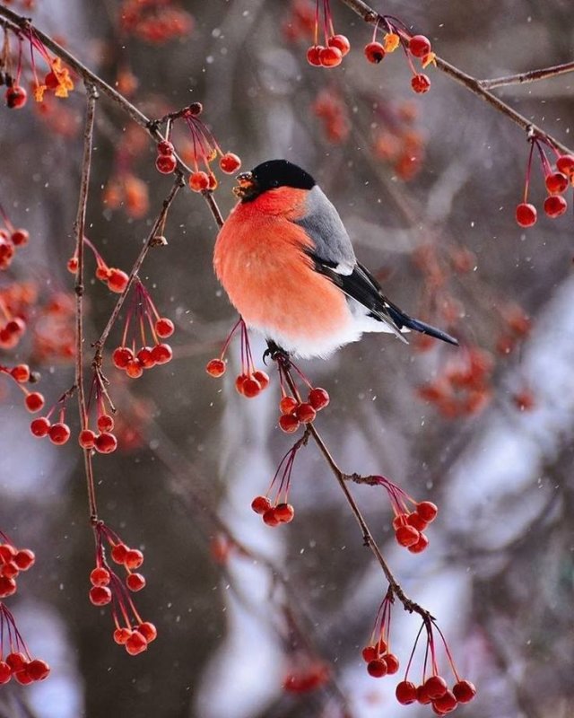 Снегири на снегу