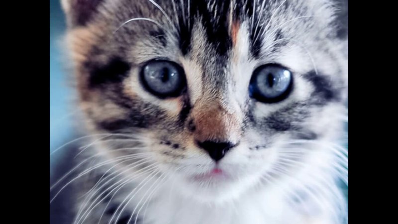 Красивые котики