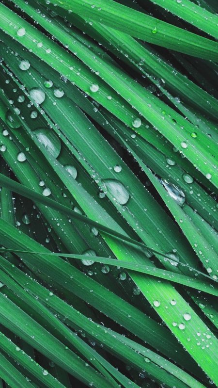 Роса на траве Изумрудная