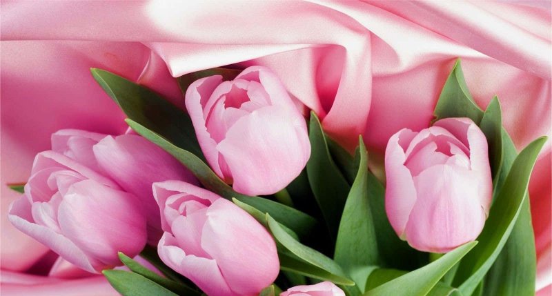 Тюльпан Пинк Роуз